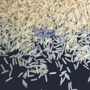 1509 golden sella rice