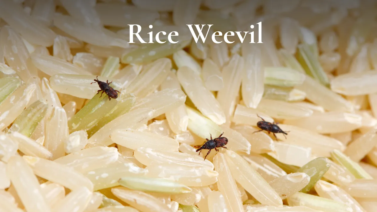 rice weevil